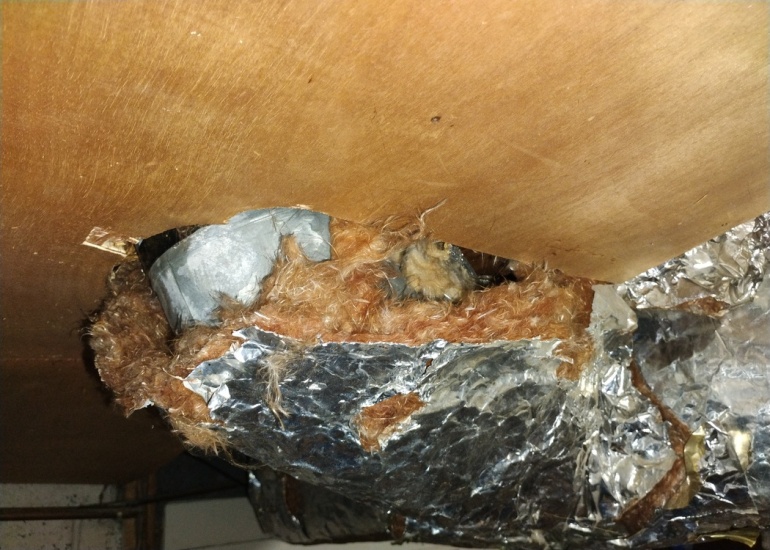 Inspection Image